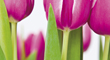 Gartenmesse 04.-06.04.14 Gartenmesse 04.-06.04.14